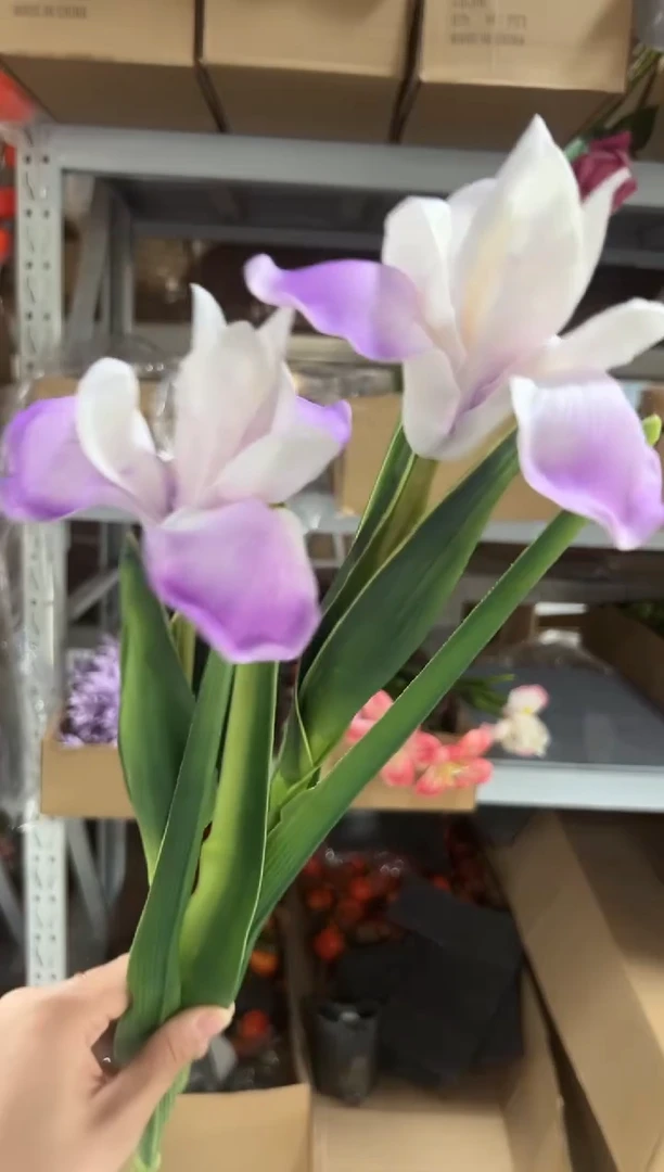 2枝紫色鸢尾花花