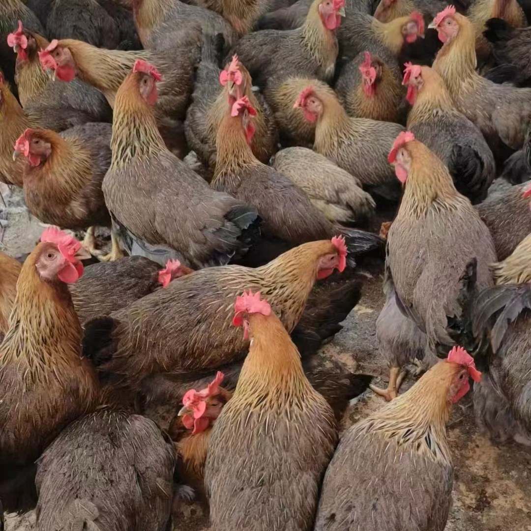 农家散养母鸡麻鸡 美味可口适合家庭烹饪