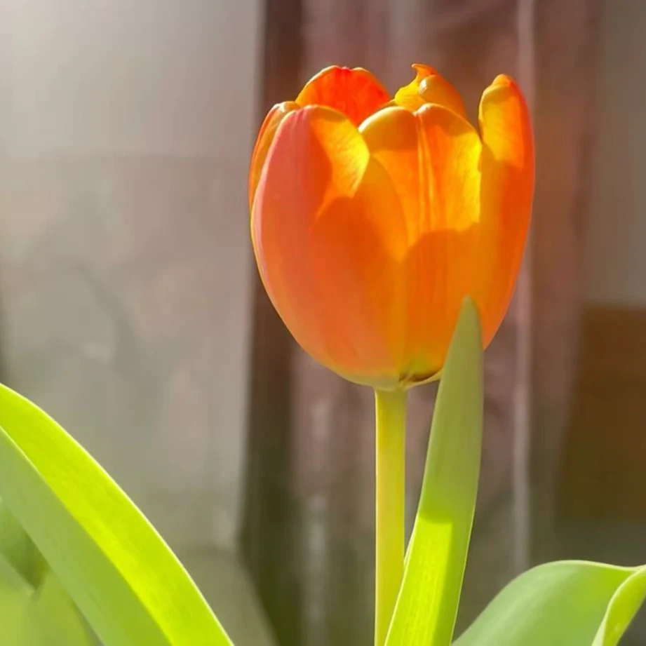 阿德瑞姆金色郁金香盆栽优选观赏耐寒易种植花卉开花高品质