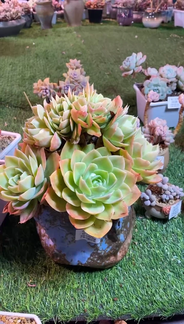 【闪购商品】0100a