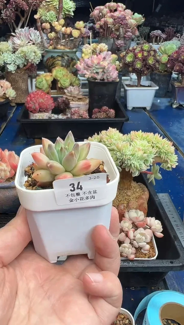 【闪购商品】34不带盆