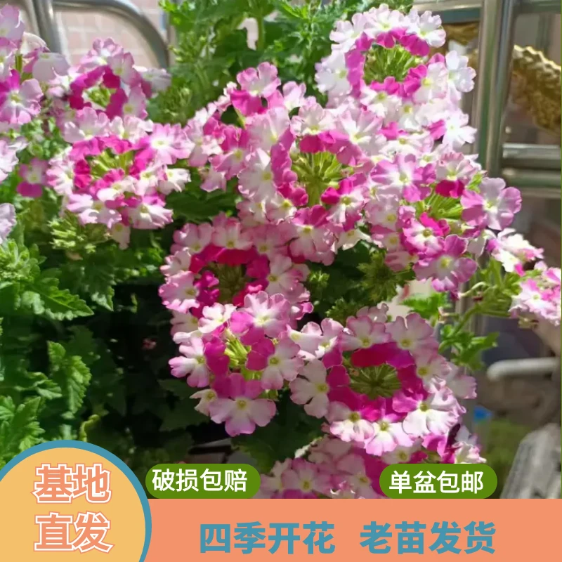绿植园 [美女樱 ]盆栽带花苞发货四季开花阳台花卉植物