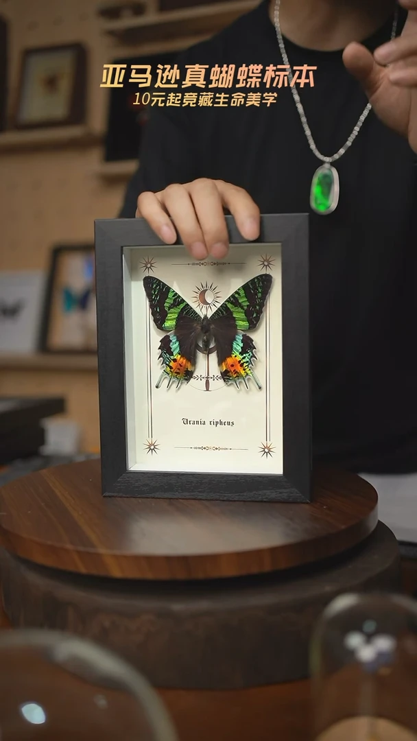 太阳蛾图腾款7寸竖框