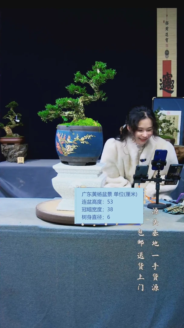 【闪购商品】雀舌黄杨盆景雀舌黄杨盆景