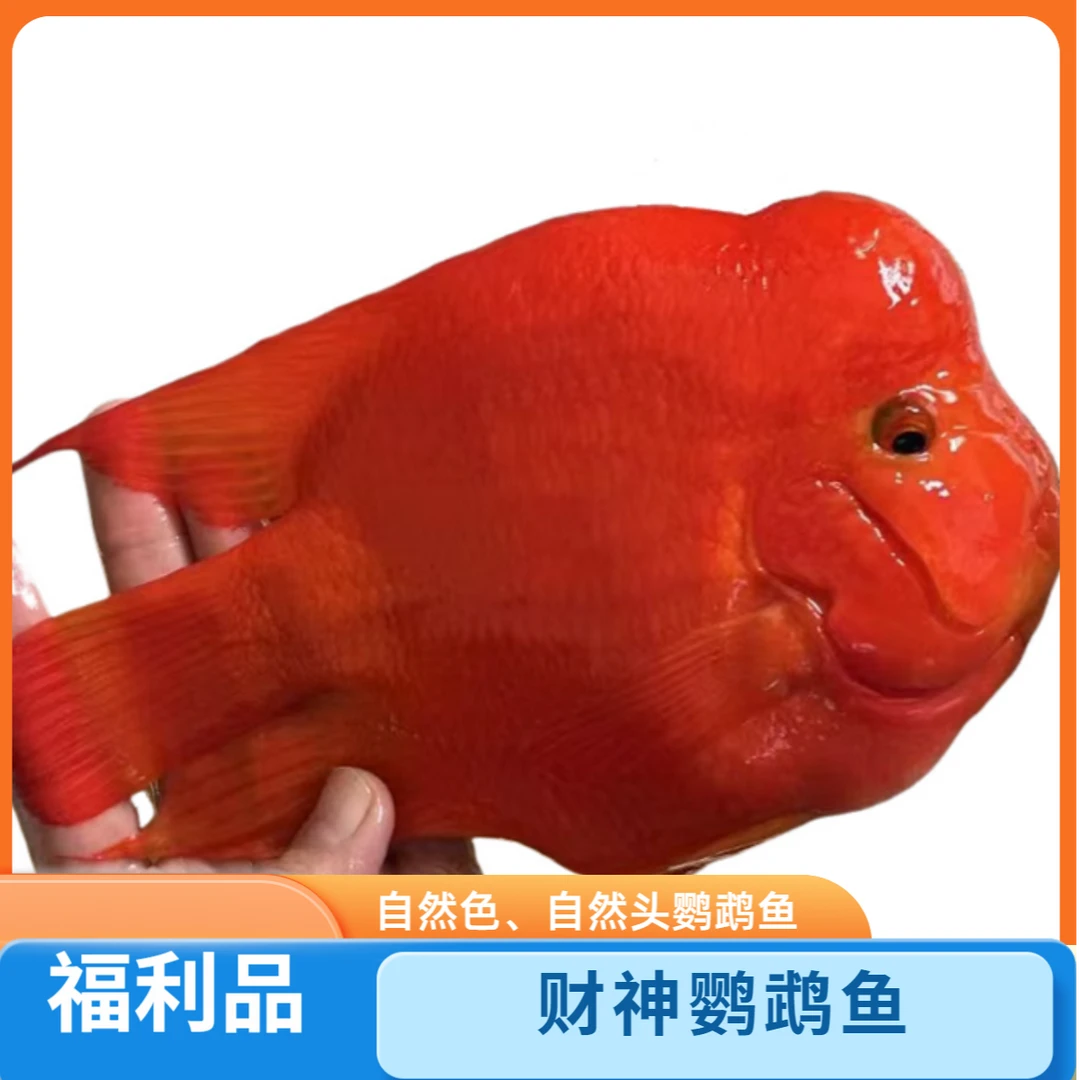 【福利款】大财神鹦鹉鱼 观赏鱼活体热带起头招财鱼红财神鹦鹉鱼