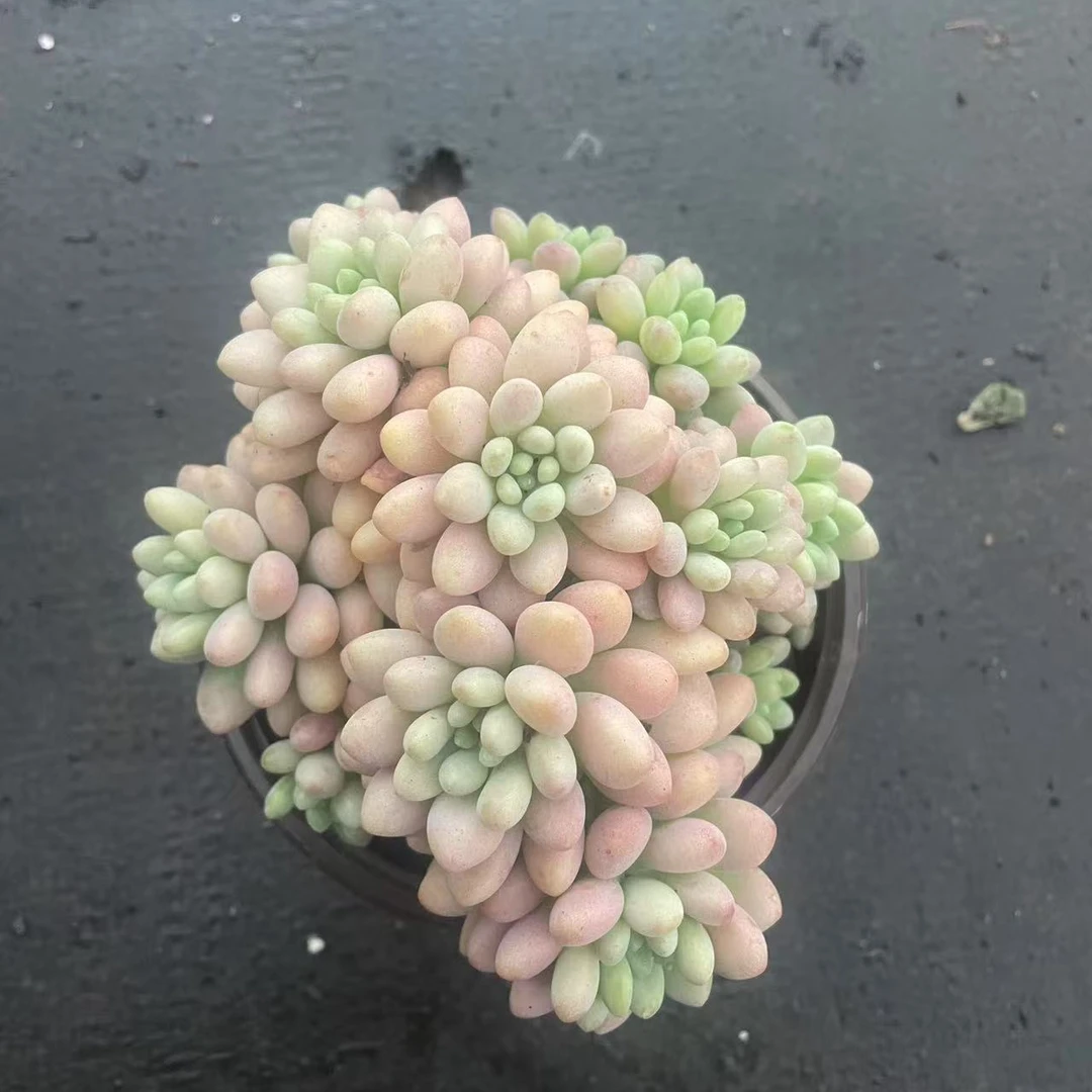 鱼子酱多肉植物带盆带土好养可净化空气适合阳台庭院