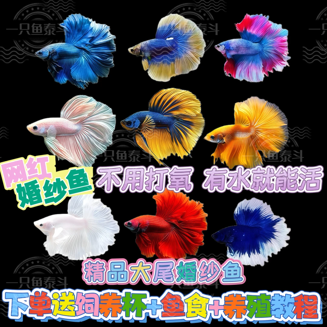 泰国斗鱼小型热带观赏鱼网红婚纱鱼好养耐活半月公鱼不打氧宠物鱼