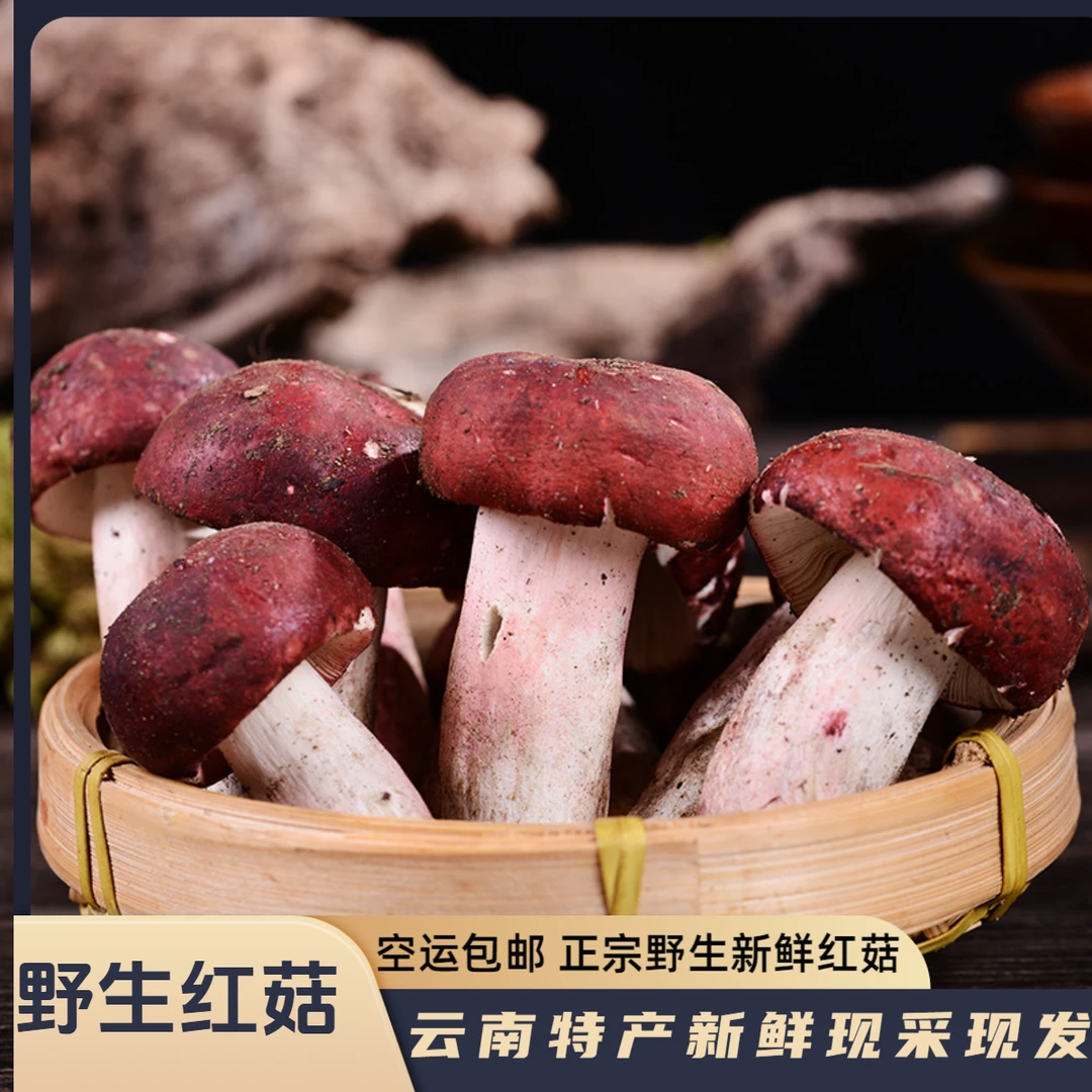 【云南野生新鲜红菇】特产红菇食用菌磨菇煲汤素食菌月子菇现货批发