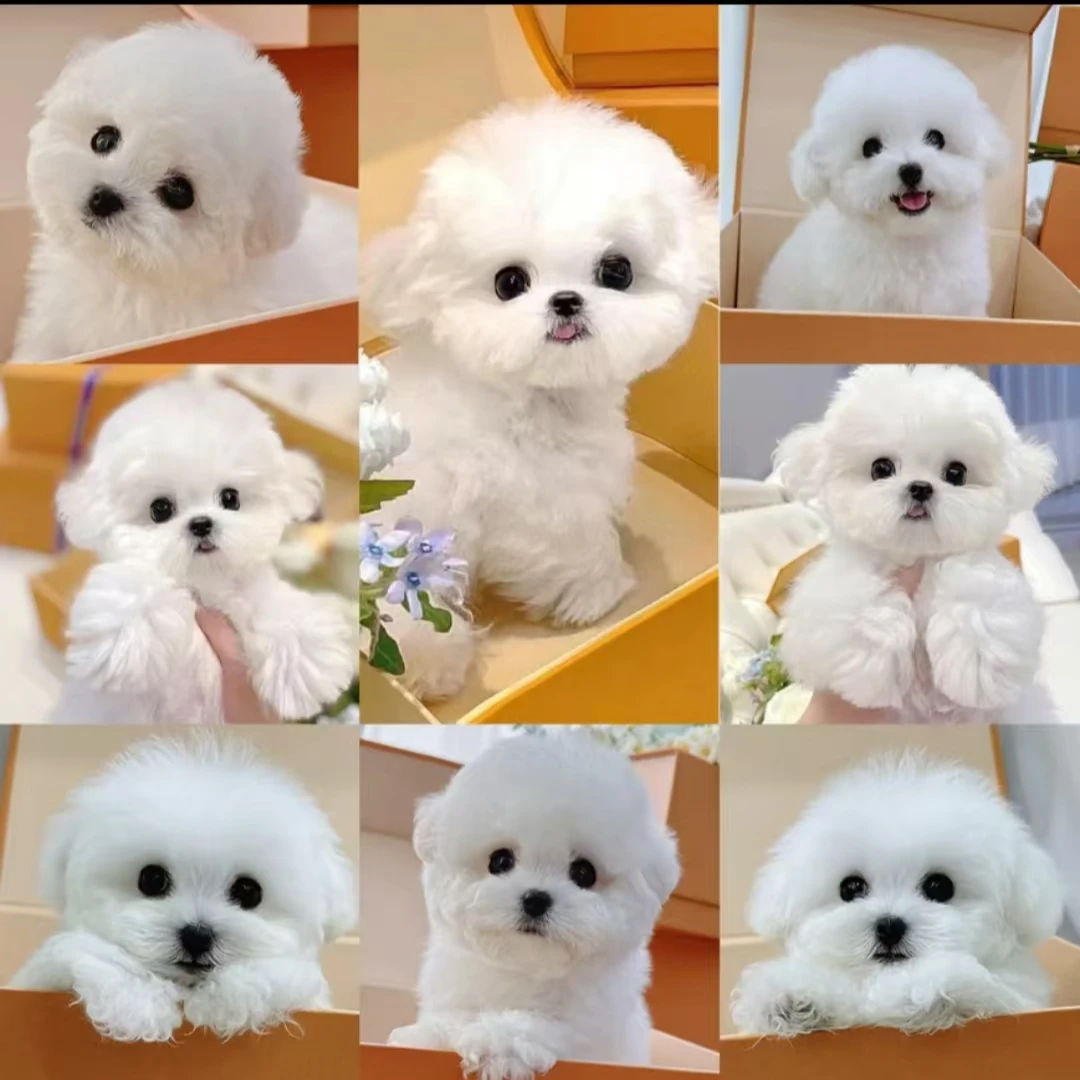 宠物相册韩系比熊泰迪约克夏相薄