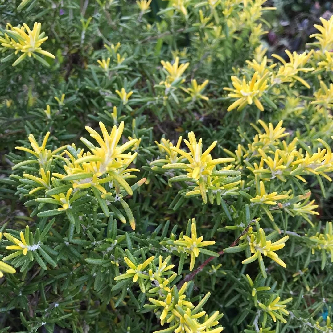 新品 澳洲黄金匍匐垂挂迷迭香 驱蚊香草 盆栽大苗 能开花煎牛排