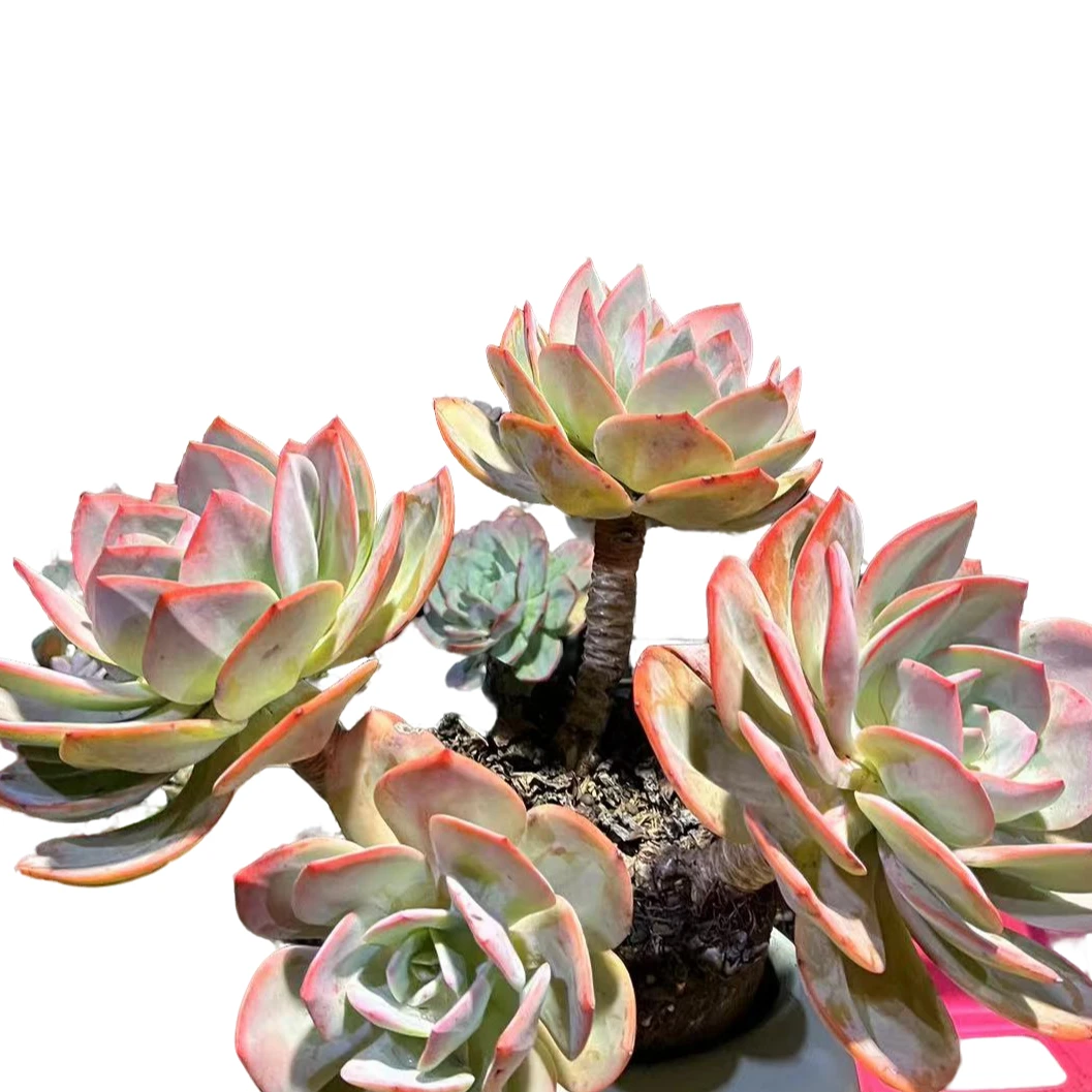 精品多肉 血凤 好看好养