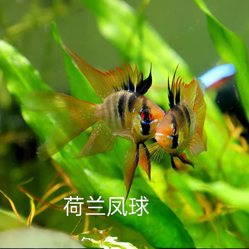 小型热带观赏鱼  荷兰凤凰 好养易活草缸搭色新手混养淡水活体