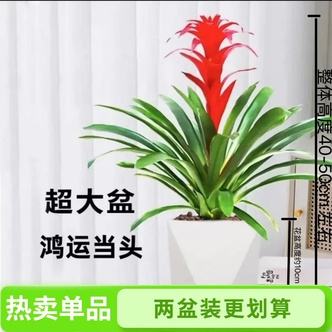 【鸿运当头】单株苗带花发货红色室内乔迁搬家绿植基地直发好养凤梨