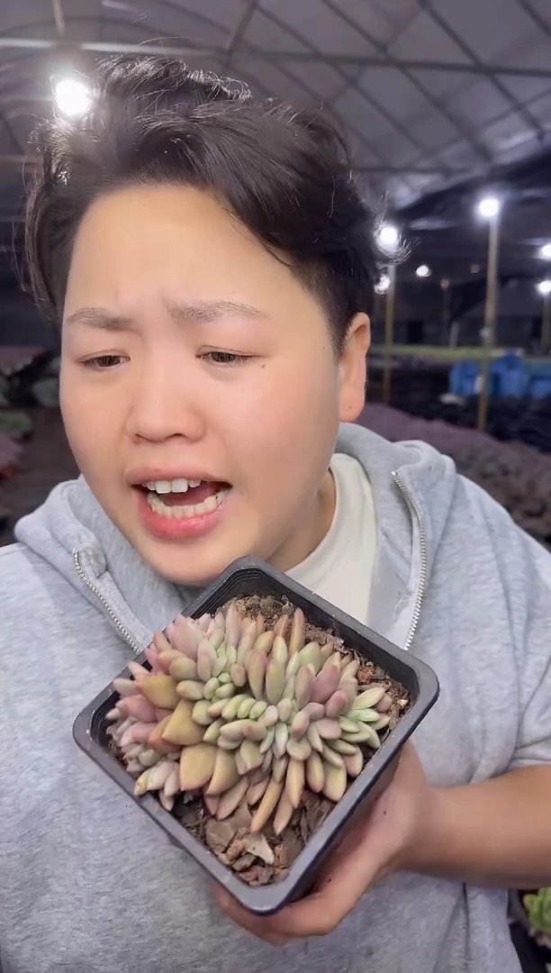 桃花源缀化  9.99