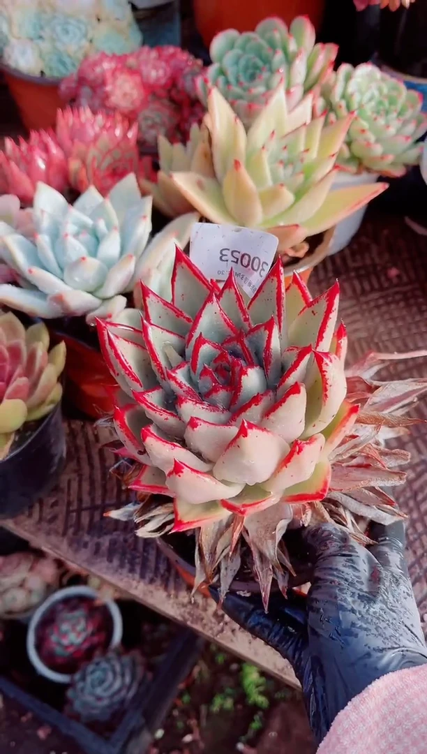 翡***?跃跃精品多肉30053