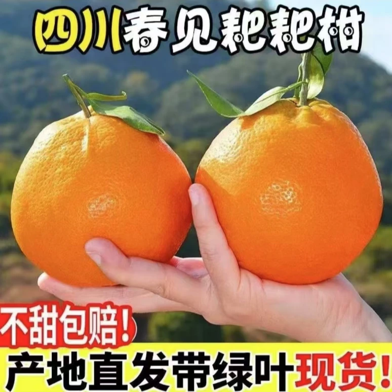 正宗四川春见耙耙柑粑粑柑橘当季杷杷柑现摘新鲜水果整箱橘子