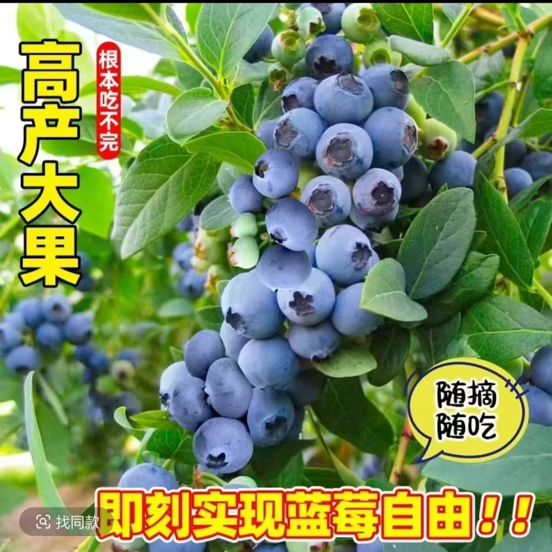 蓝莓树苗盆栽地栽南北方种植带花包，蓝莓果树苗阳台庭院种植