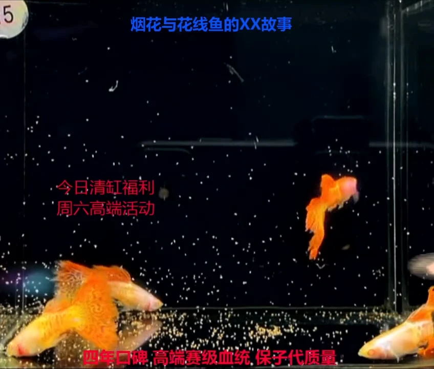 孔雀鱼辰*超厚款金属红雷丝白子微破精品福利4对