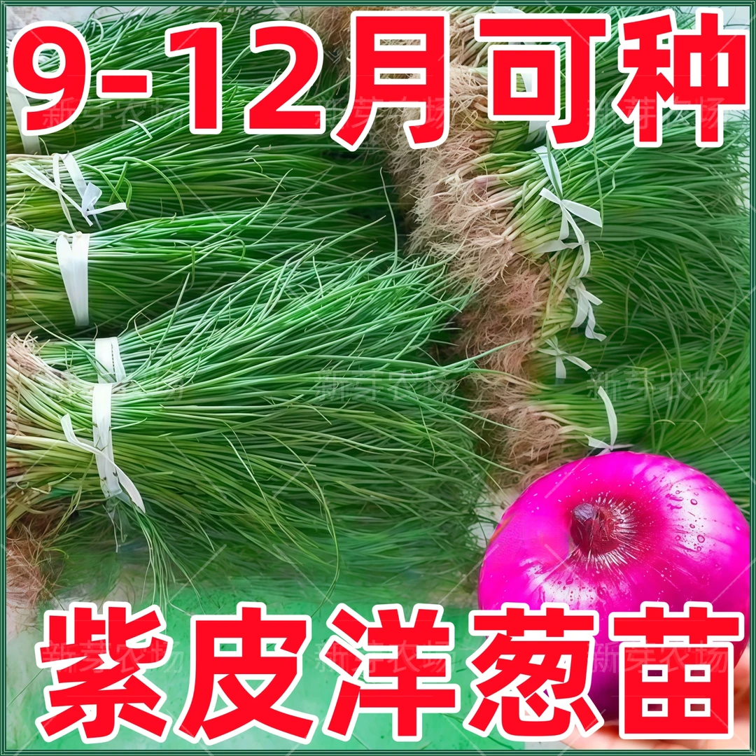 紫皮洋葱苗秧苗洋葱幼苗栽苗蔬菜洋葱苗大田用苗蔬菜水果洋葱苗子