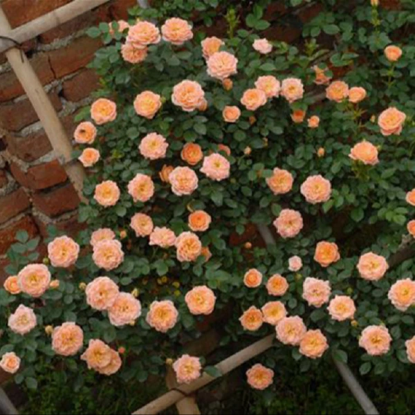 【甜梦】藤本月季当年开花月季花苗庭院植物紫色栽培春季夏季