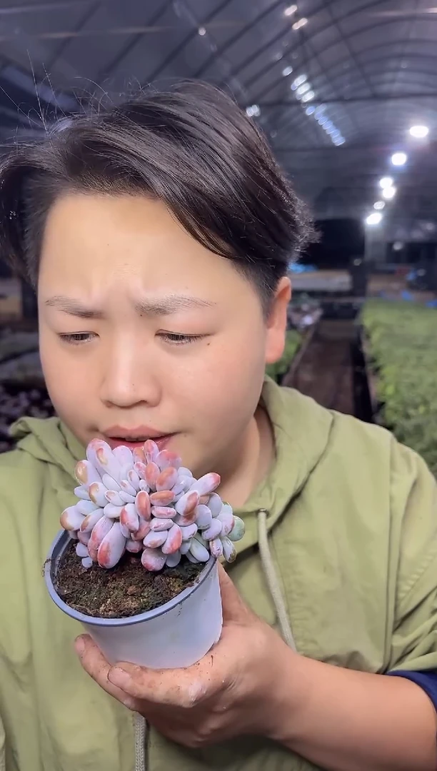 粉兔缀化  5
