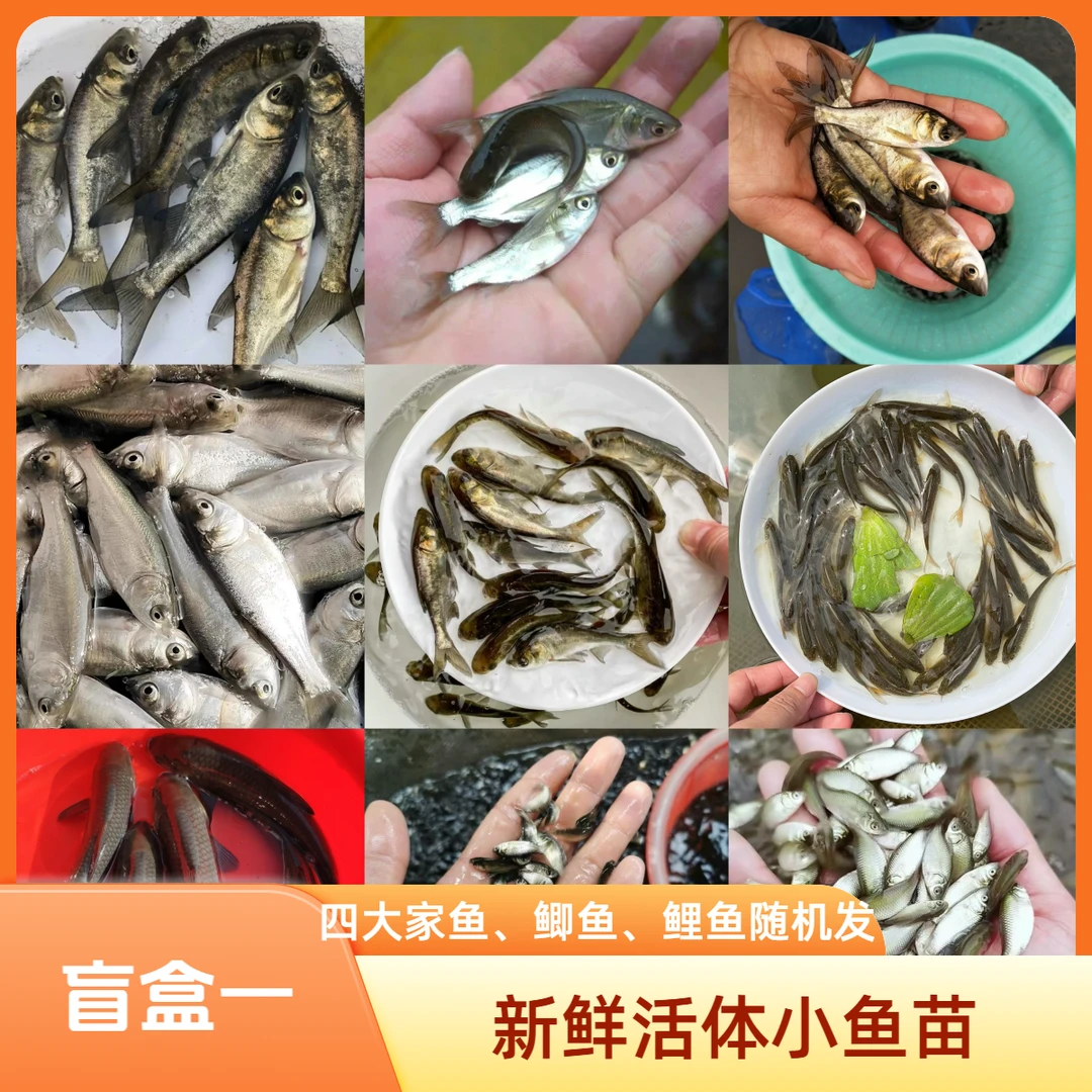 淡水鱼苗 开盲盒 随机发 池塘养殖 包邮包活
