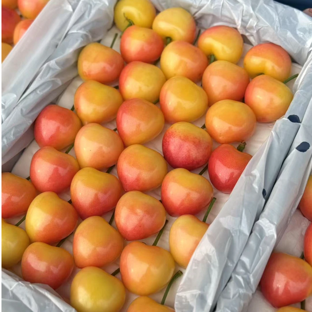 【美国红】大连陆地樱桃现摘现发首选精品果顺丰空运