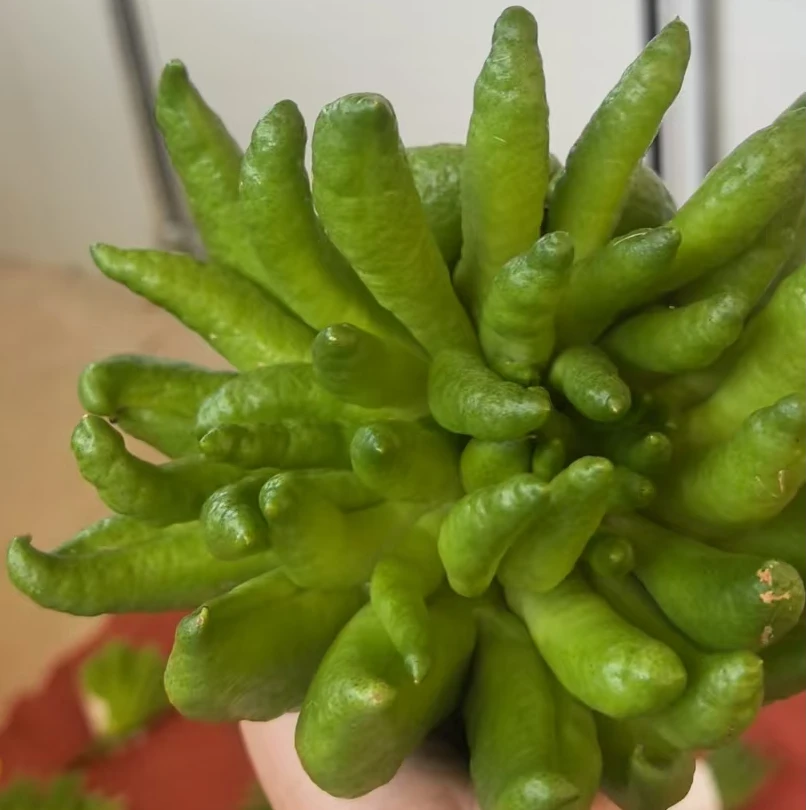 云南高山新鲜佛手柑带枝鲜果可闻香可室内观赏作香薰