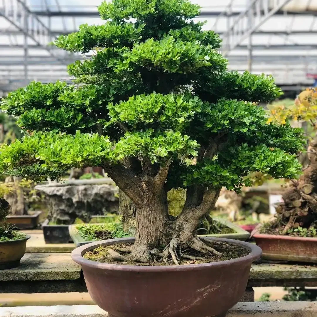 黄杨盆景   四季常青不落叶    好养好活