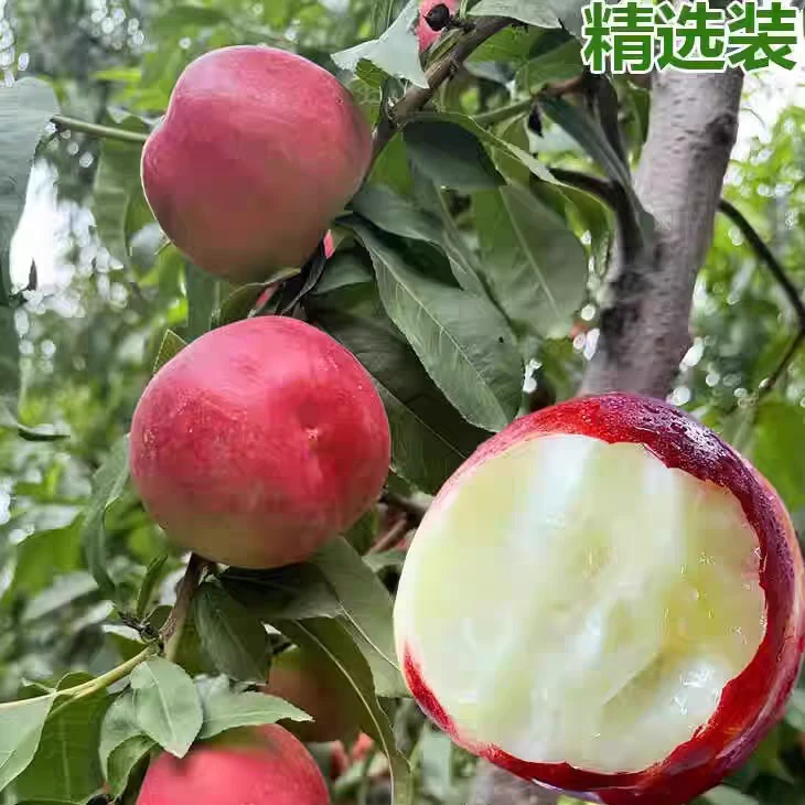 【顺丰 京东随机发货】陕西秦岭白心白肉油桃脆甜爽口新鲜当季水果