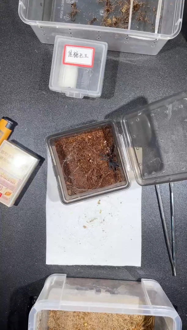 跳蛛巴拿马红斑结尾巴5-6cm母