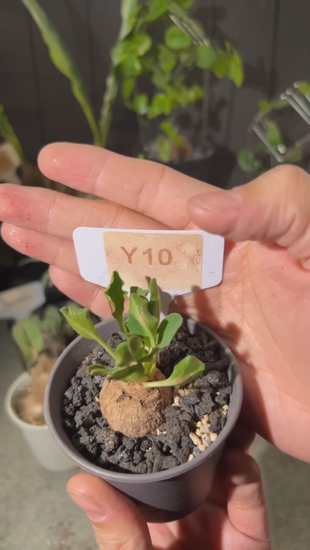 【闪购商品】送两个彼岸花土拨鼠大戟y10