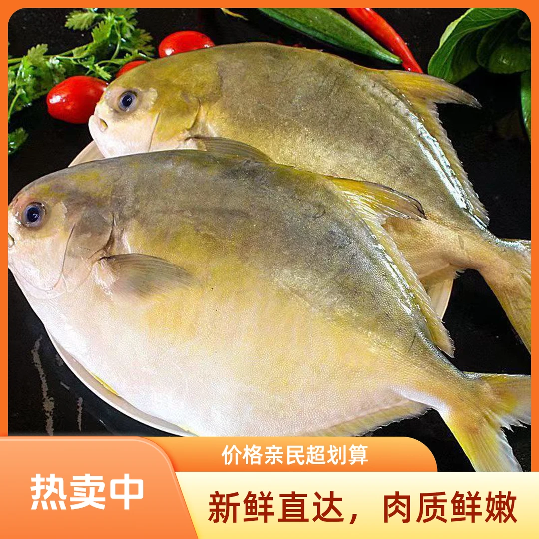 顺丰包邮 抢鲜试两条金鲳鱼 鱼鲳鱼金昌鱼湛江海鲜水产鲜活冷冻