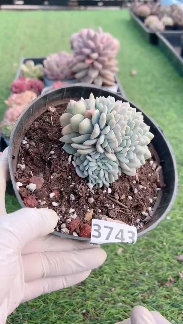 【闪购商品】信福多肉一物一拍