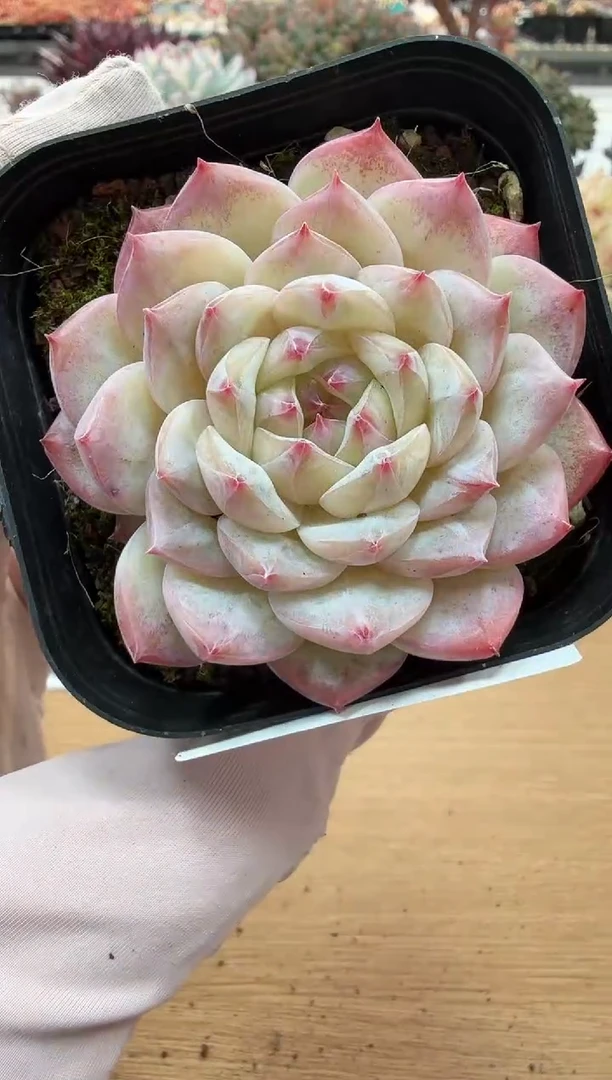 东云多肉园二店-67