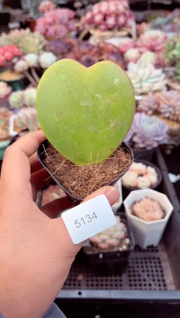 【闪购商品】5134一片心多肉