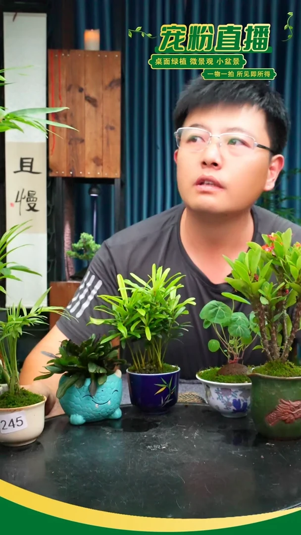 无花朵s****y苔藓微景观245号