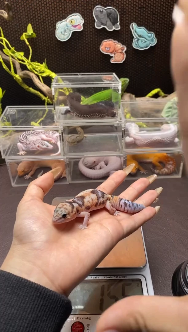 肥尾守宫 鳞与尾 Scale Tail 爬宠F1