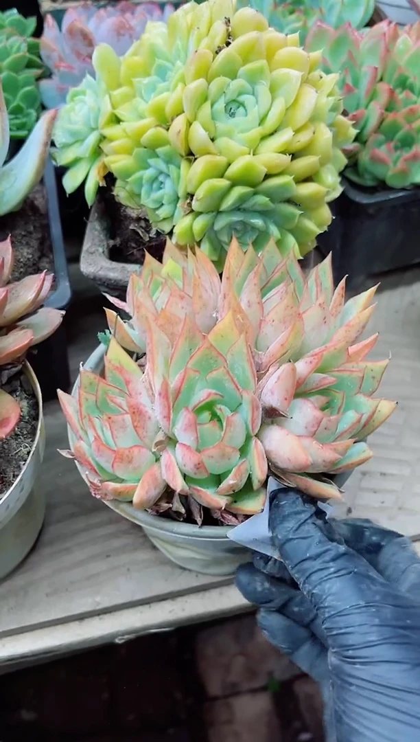 吖*22038多肉植物一物一拍