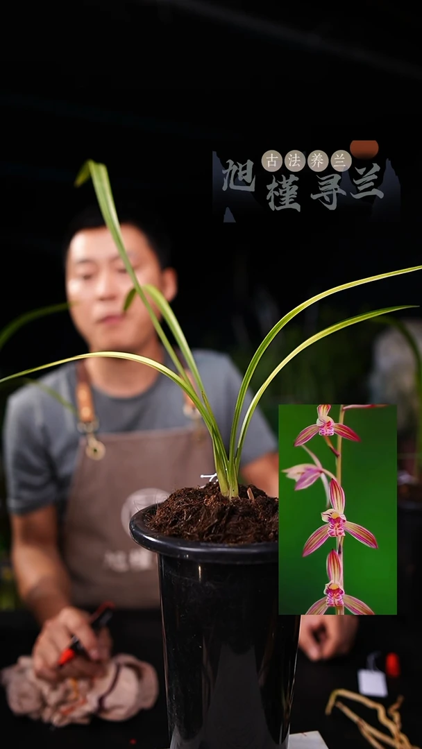 当前无花栽培后可以开花建兰-胭脂锦 寄养 花艺双全（一物一拍）