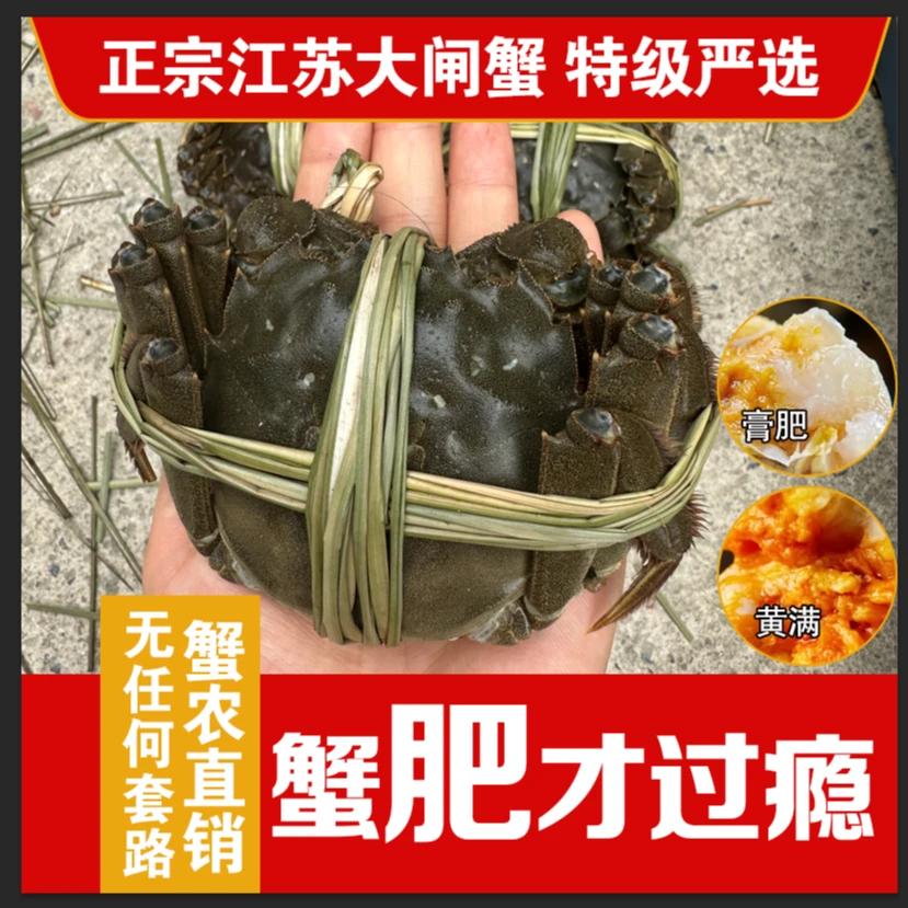 江苏自产自销10只2.8-3.1两纯母河蟹 礼盒装 顺丰冷链