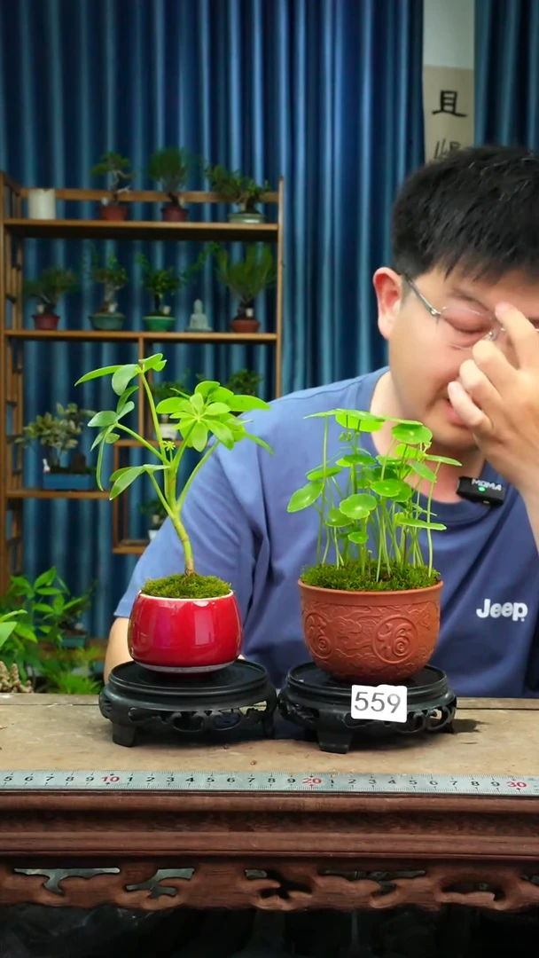 无花朵苔藓微景观559号