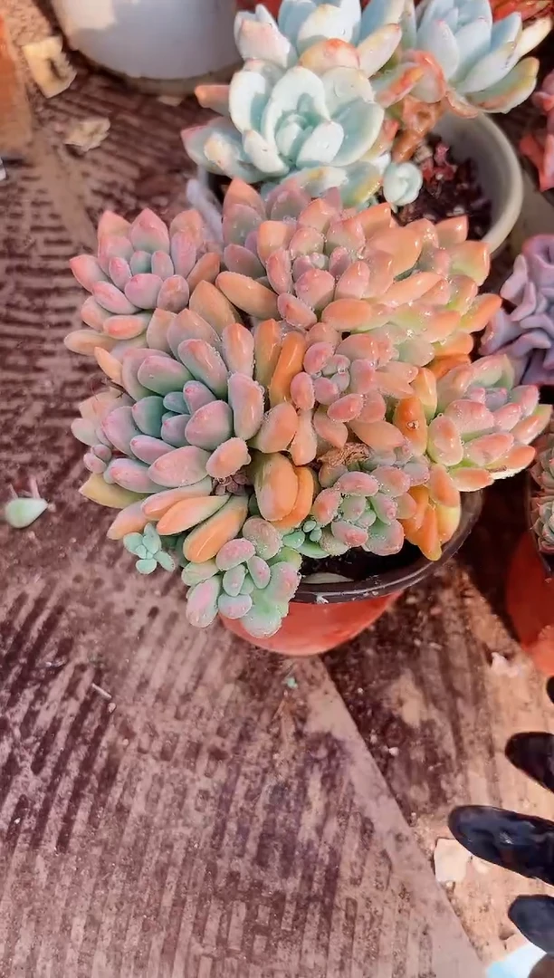 淘****）多肉植物一物一拍15011