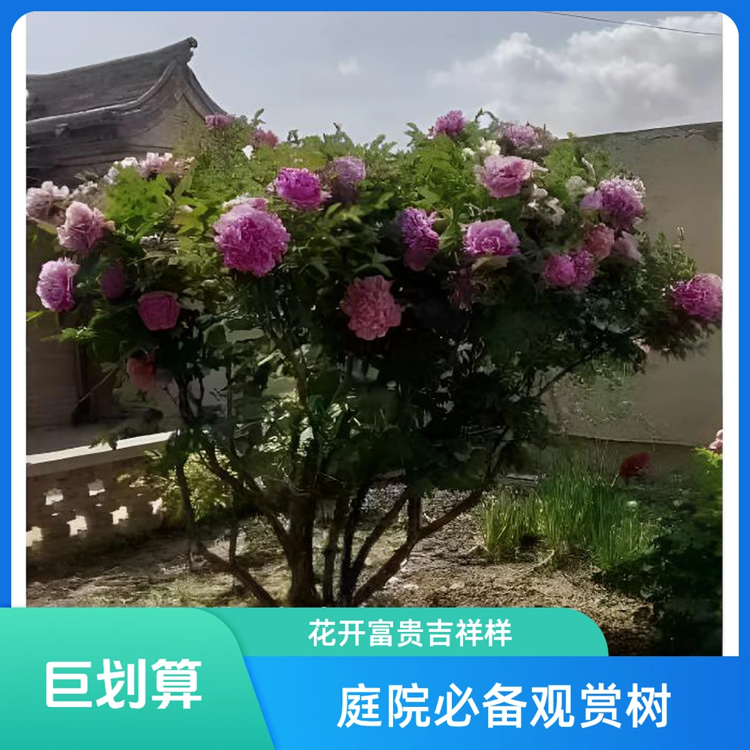 甘肃紫斑牡丹蓝宝石芍药花木槿花高度2.2米，冠幅紫斑牡丹树苗3米