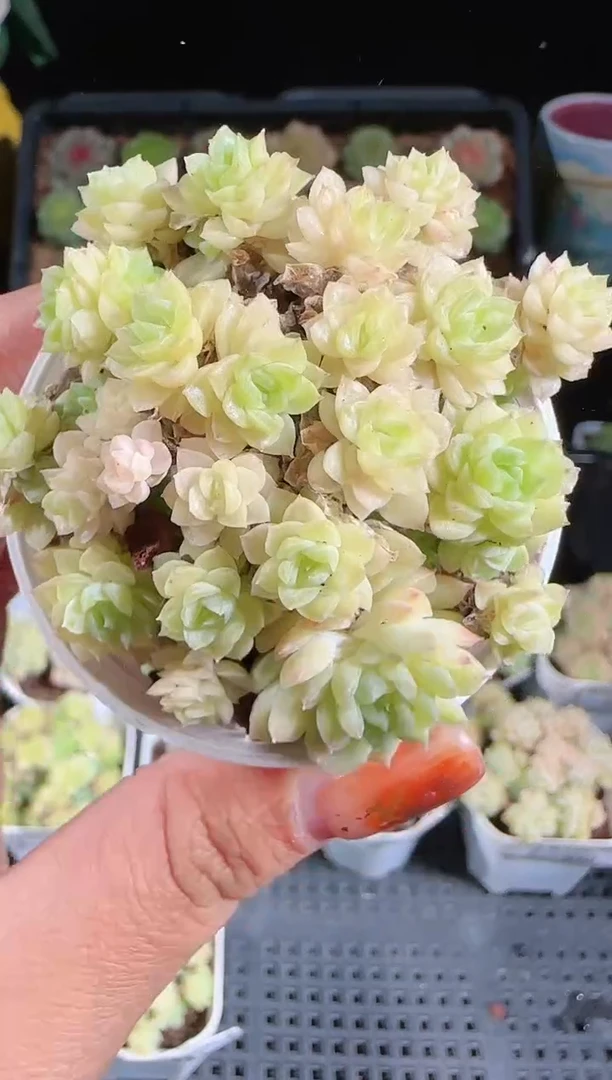 1102-639麦秆群不包整