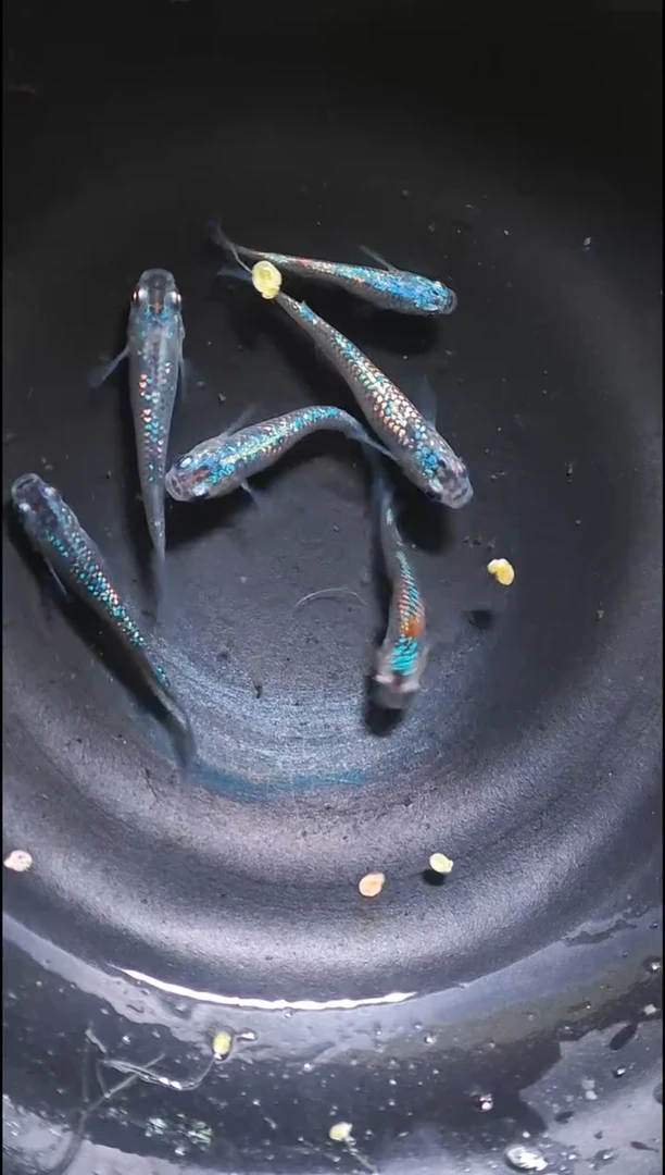 青鳉鱼观背青鳉018