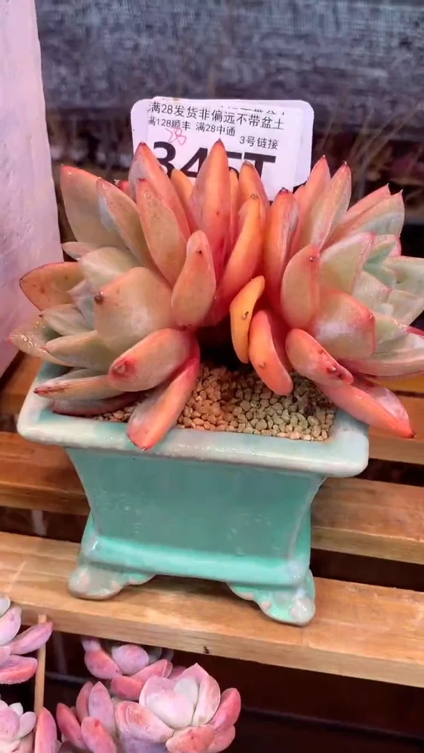 345T(一物一拍实付满28发货，默认不带盆土）