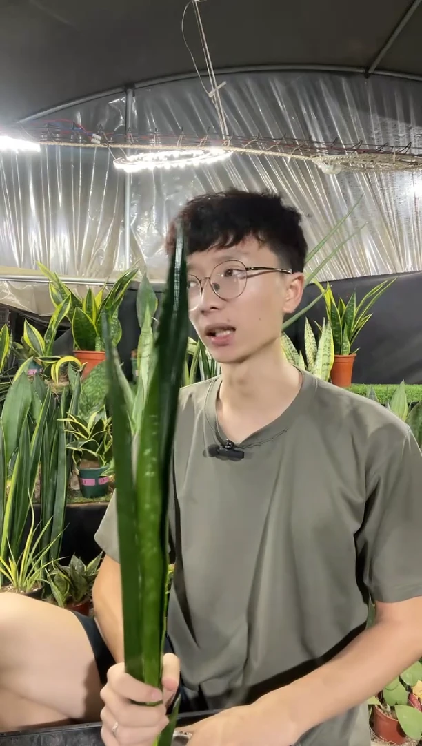 高脚星空裸根50cm起58.8