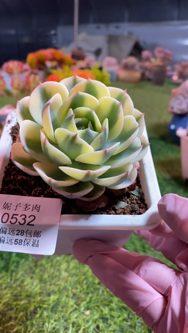 【闪购商品】0532a