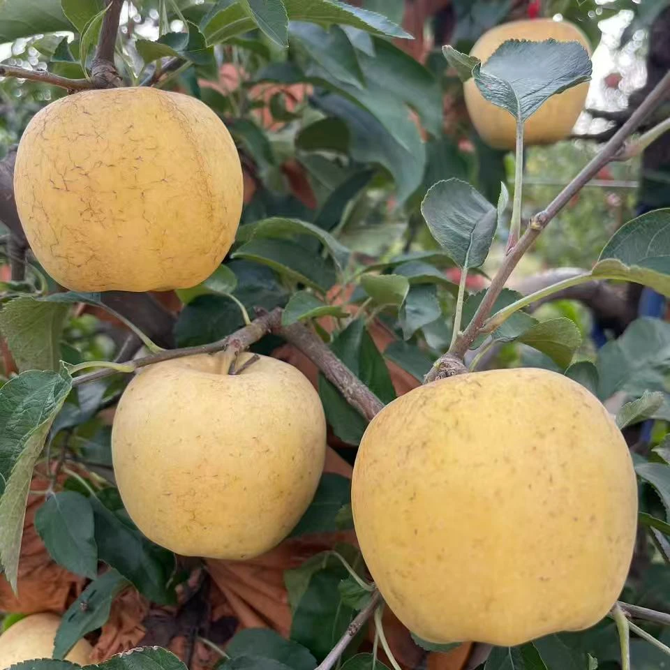 维纳斯苹果太阳斑奶油果香细腻甜脆浓郁冰糖心